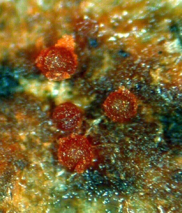 macrostoma