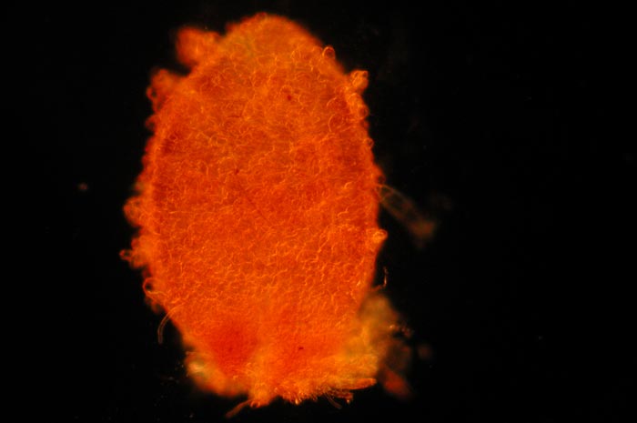 macrostoma