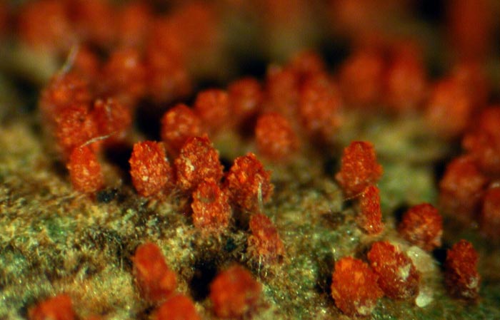 macrostoma