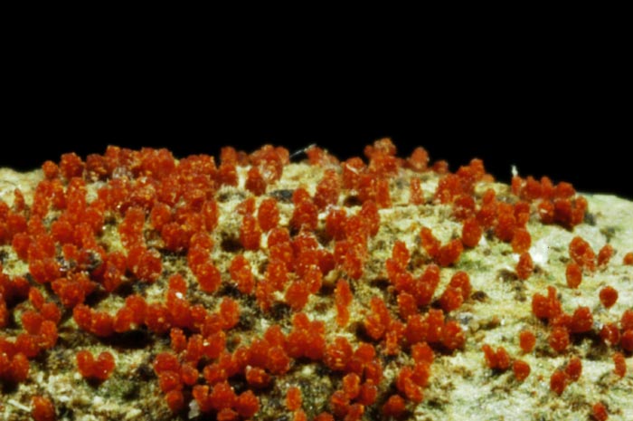 macrostoma