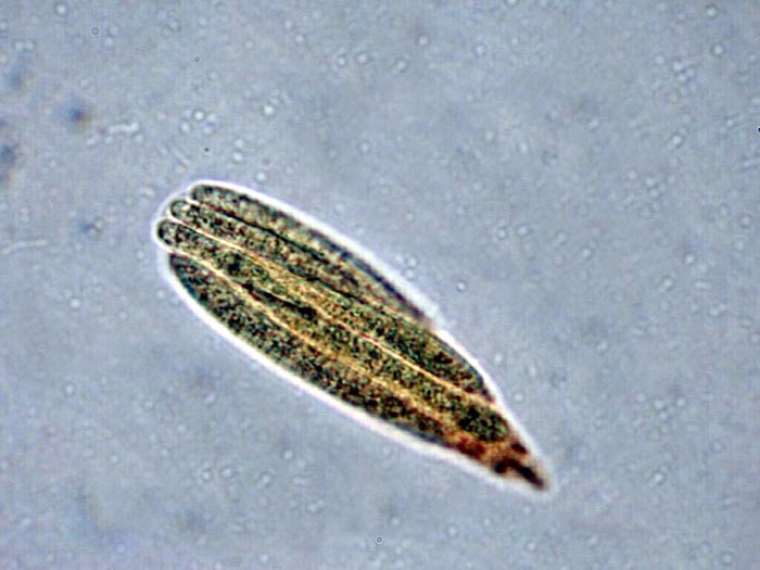 macrostoma