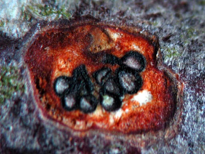 macrostoma