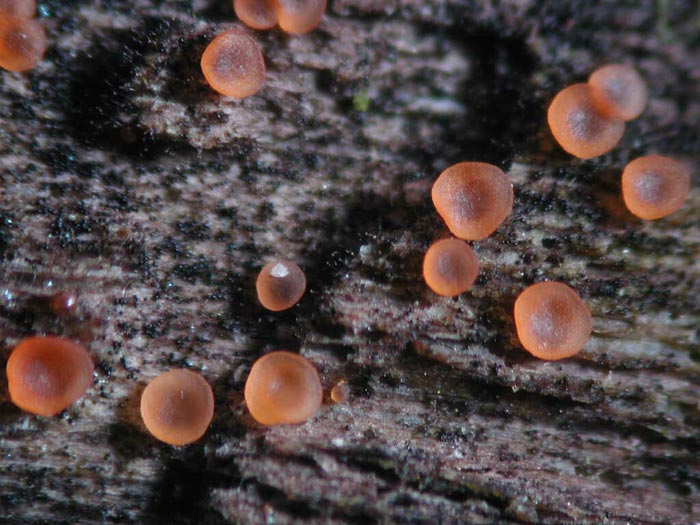 macrostoma