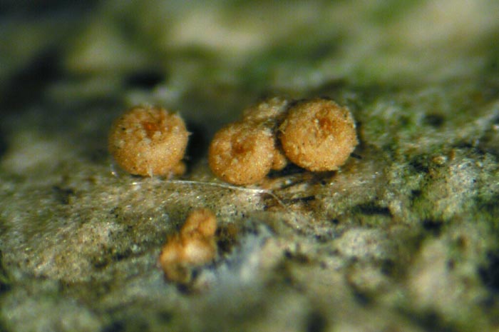 macrostoma