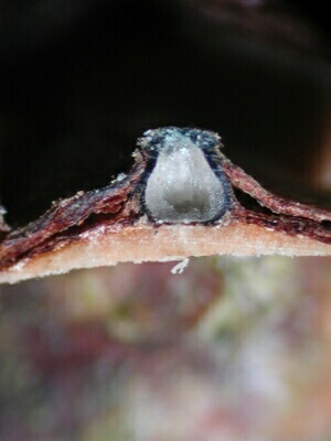 macrostoma