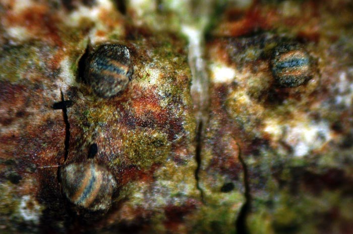 macrostoma