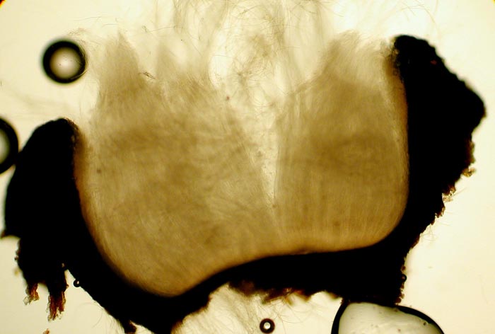 macrostoma