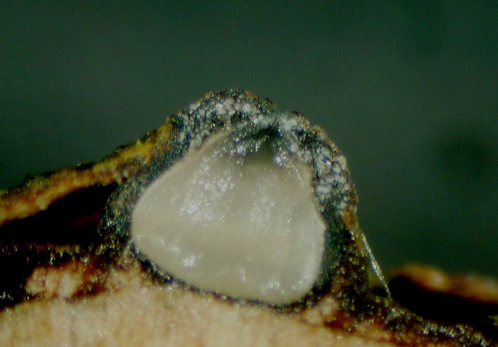 macrostoma