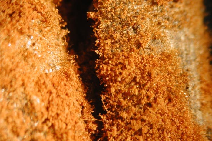 macrostoma
