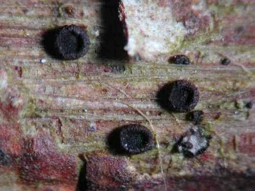 macrostoma