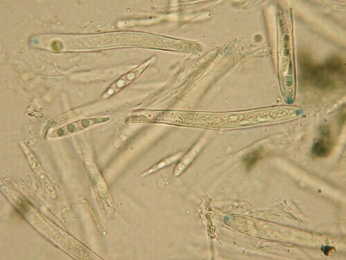 macrostoma