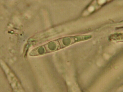 macrostoma