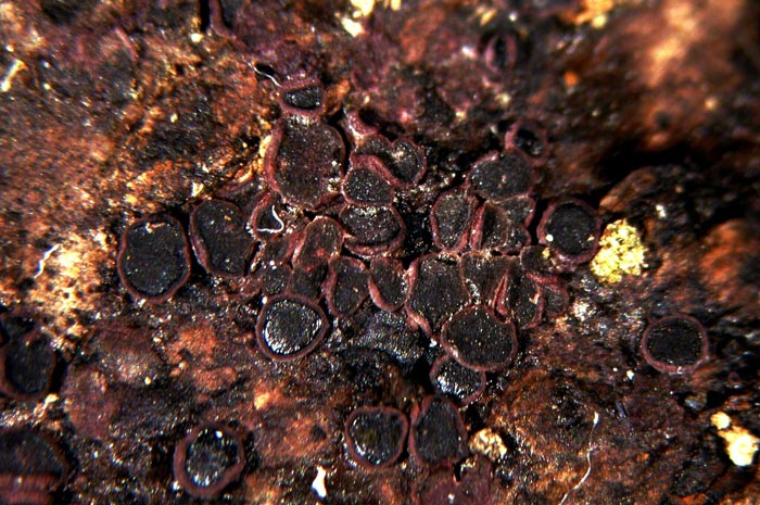 macrostoma