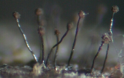macrostoma