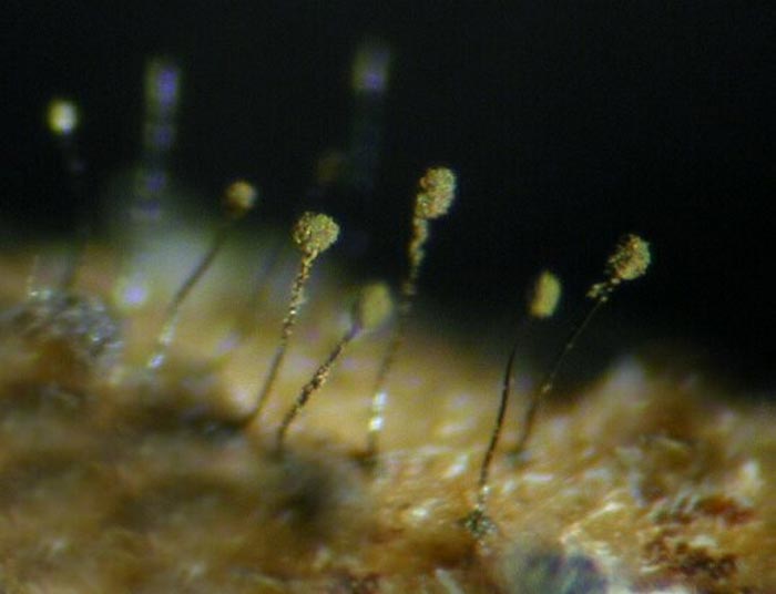 macrostoma
