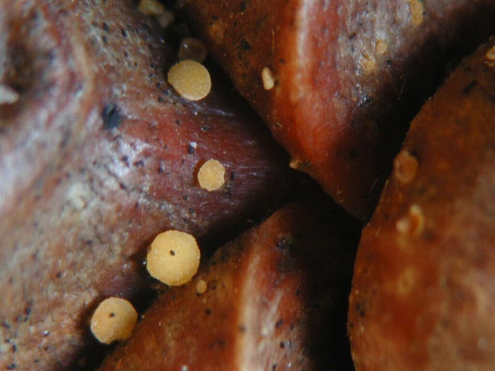 macrostoma