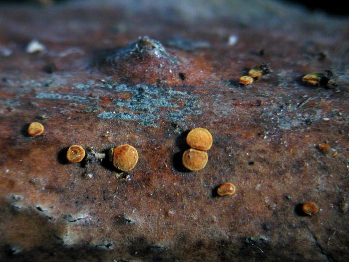 macrostoma