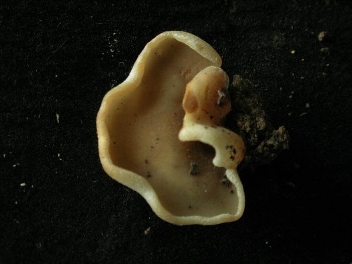macrostoma
