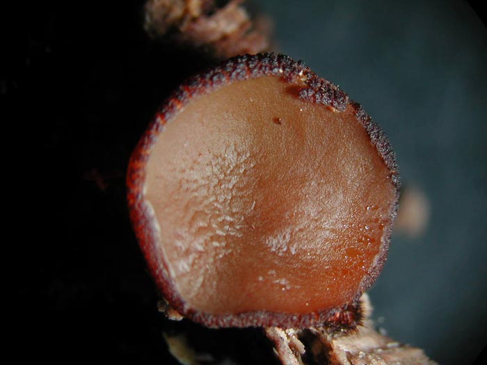 macrostoma