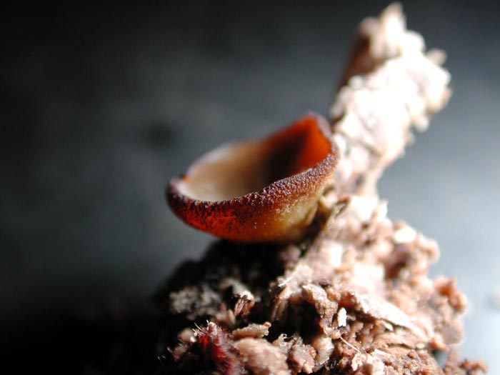 macrostoma