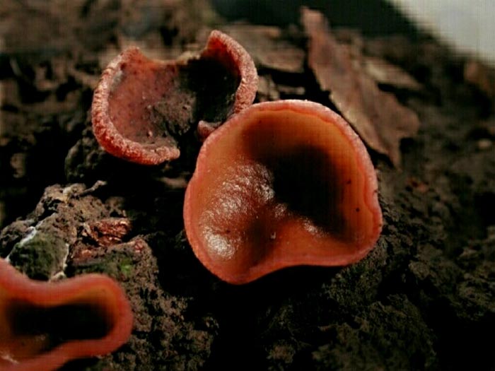 macrostoma