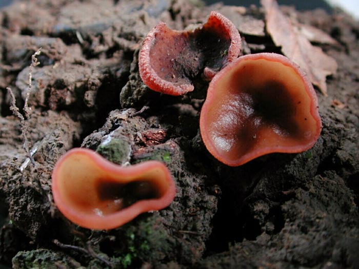macrostoma