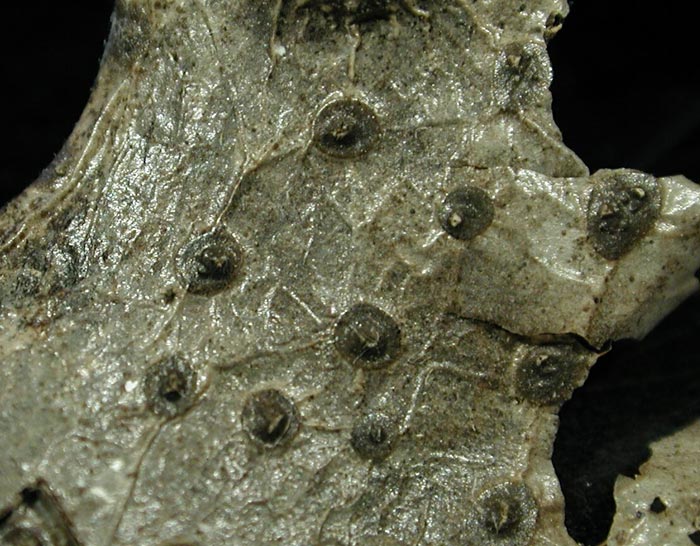 macrostoma