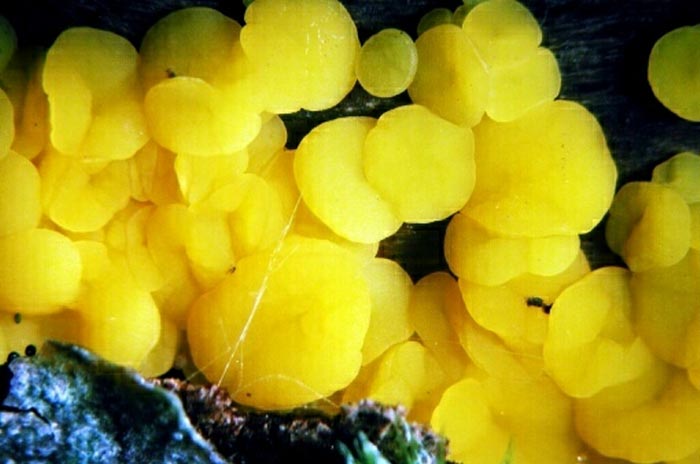 macrostoma