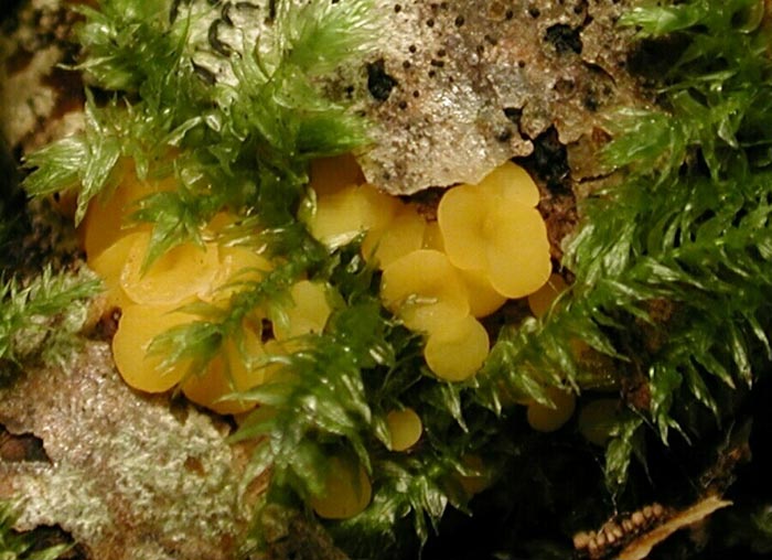 macrostoma