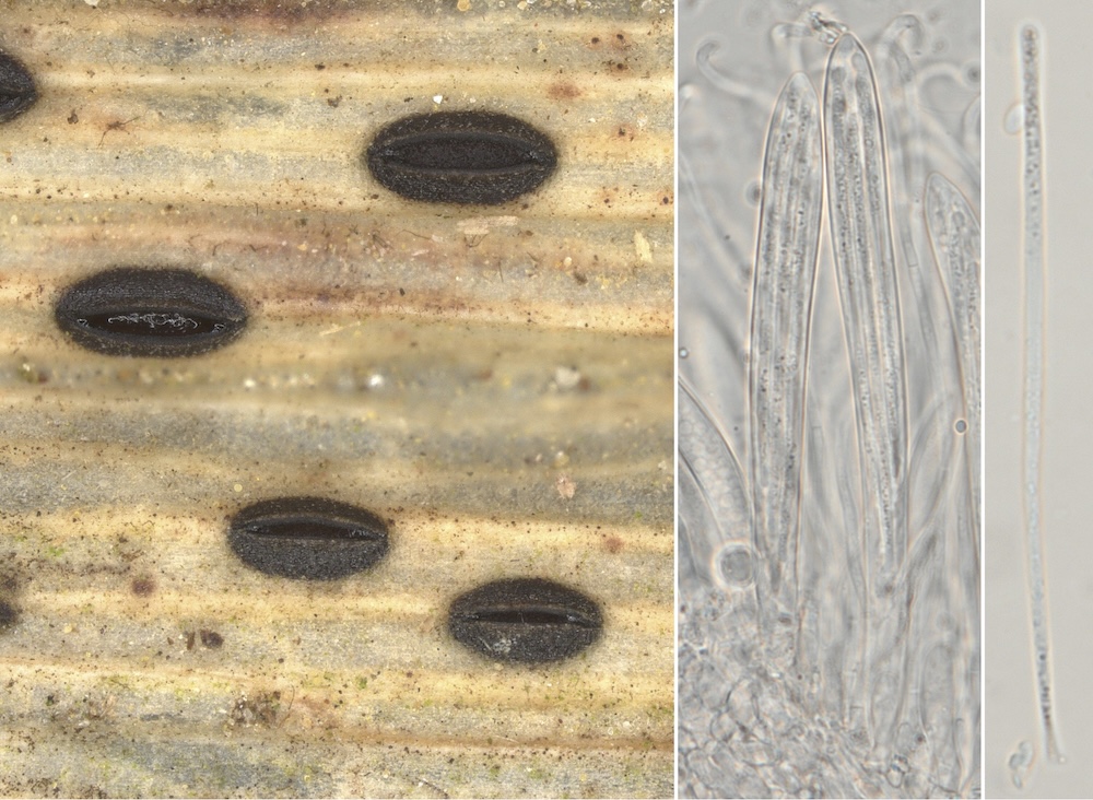 macrostoma