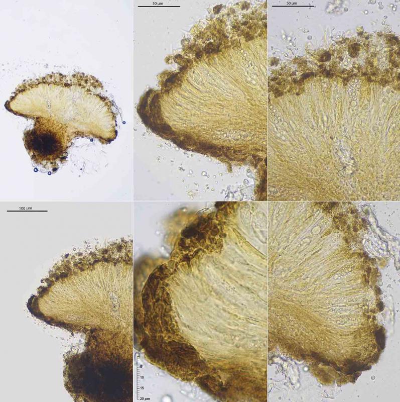 macrostoma