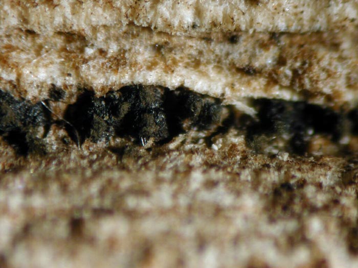 macrostoma