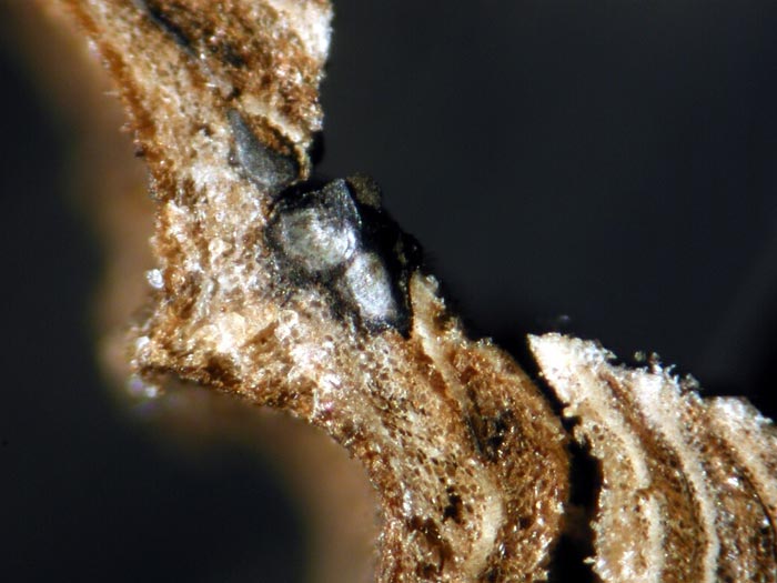 macrostoma