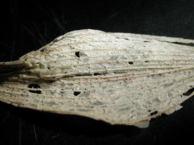 macrostoma