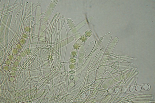 macrostoma