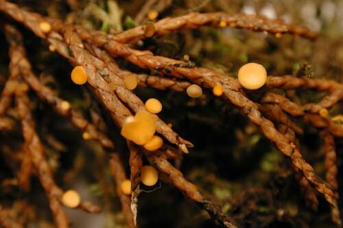 macrostoma