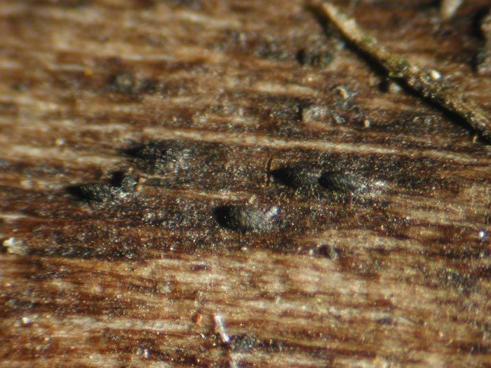 macrostoma