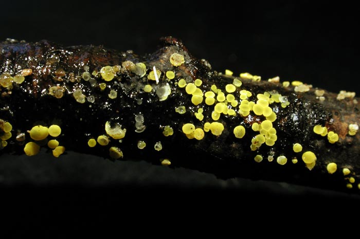 macrostoma