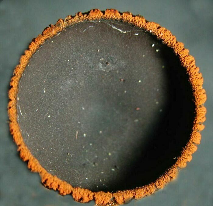 macrostoma