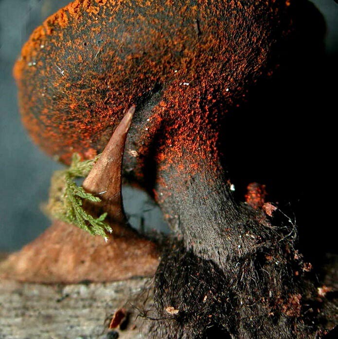 macrostoma