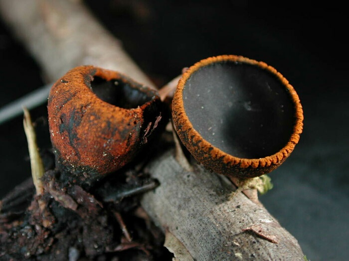 macrostoma