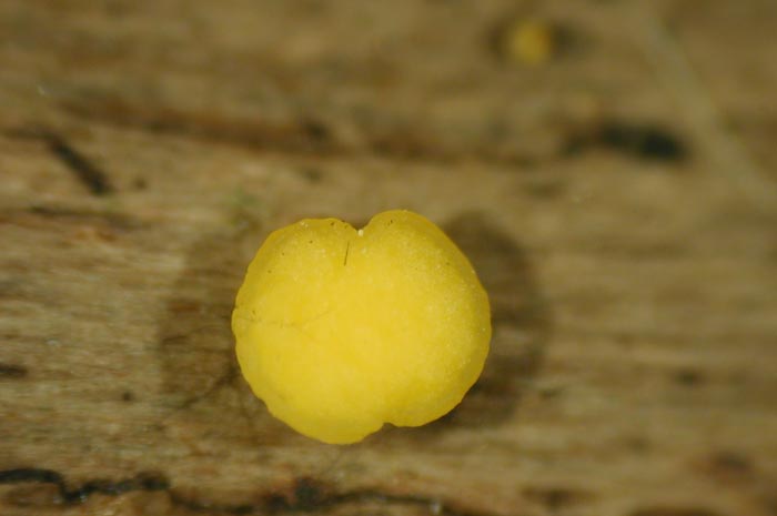 macrostoma