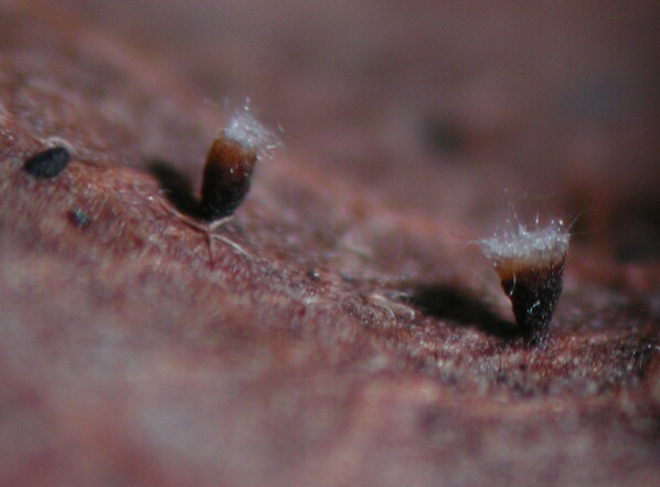 macrostoma