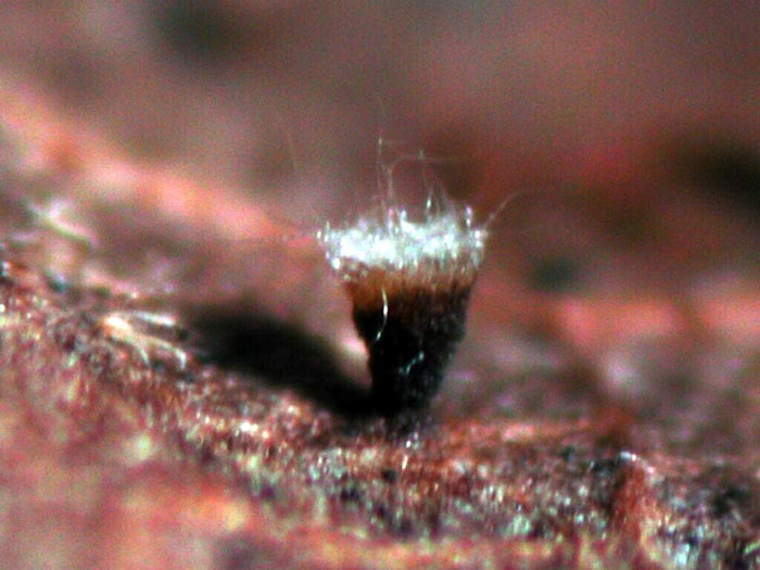 macrostoma