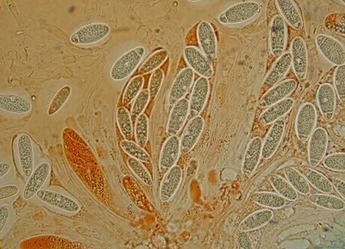 macrostoma