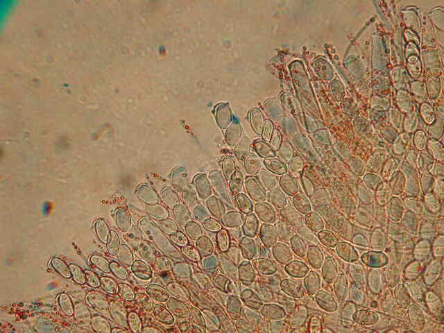 macrostoma