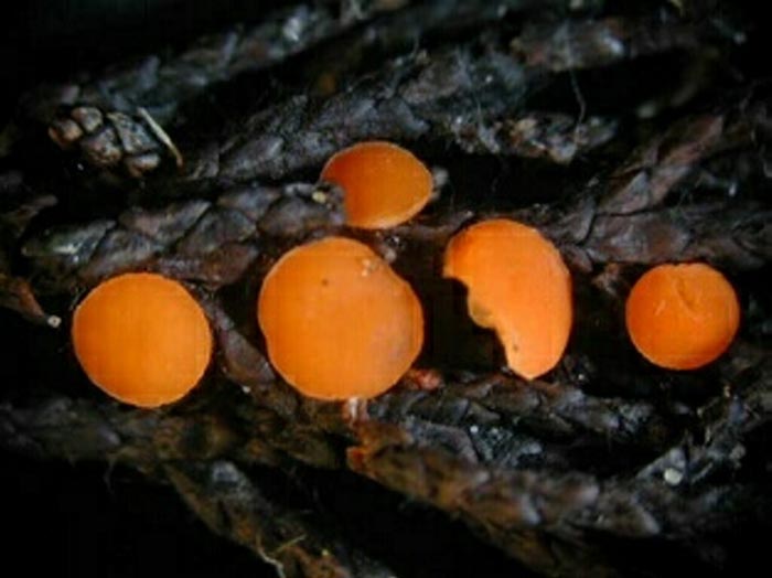 macrostoma