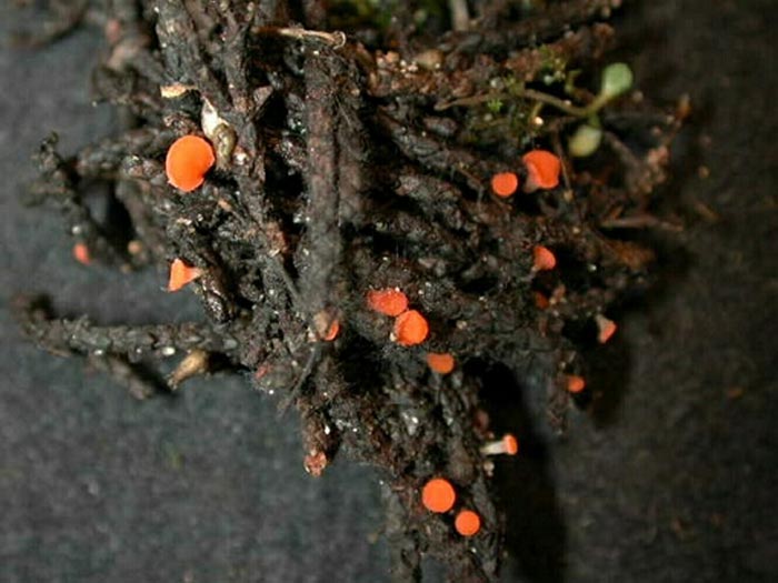 macrostoma