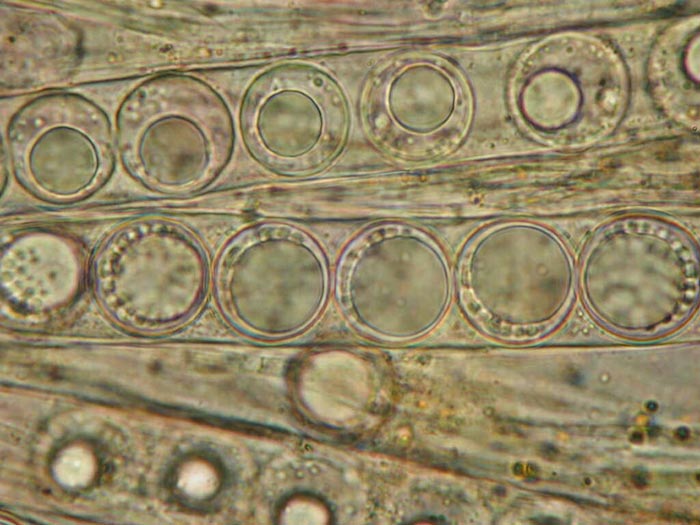 macrostoma