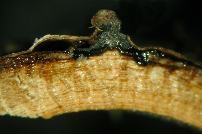 macrostoma